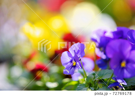 プランターの花畑13の写真素材