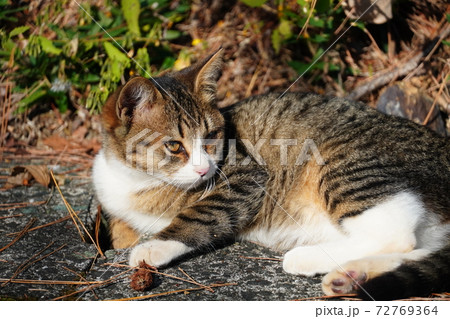 草むらで休む可愛いキジトラ白の野良猫子猫 草むらで休む可愛いキジトラ白の野良猫子猫 72769364