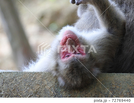 ニホンザル 仰向けになって塀の上に寝ころがる。 ニホンザル 仰向けになって塀の上に寝ころがる。 72769440