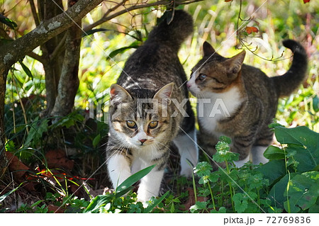 木蔭で寄り添う可愛いキジトラ白の野良猫子猫兄弟の写真素材