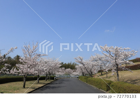 さくらの丘の桜 ソメイヨシノ さくらの丘の桜 ソメイヨシノ 72770133