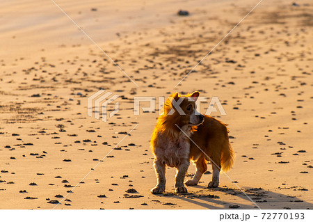 夕暮れの海辺にいる老犬 夕暮れの海辺にいる老犬 72770193