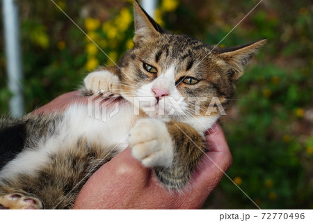 大人しく抱っこされる野良猫子猫の写真素材