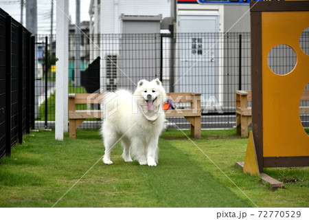 ドッグランで遊ぶサモエド犬 ドッグランで遊ぶサモエド犬 72770529