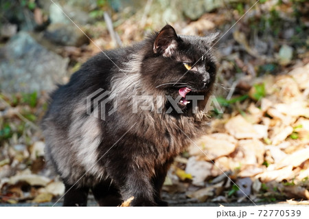 襟巻を巻いた様なゴージャスな野良猫黒猫 襟巻を巻いた様なゴージャスな野良猫黒猫 72770539