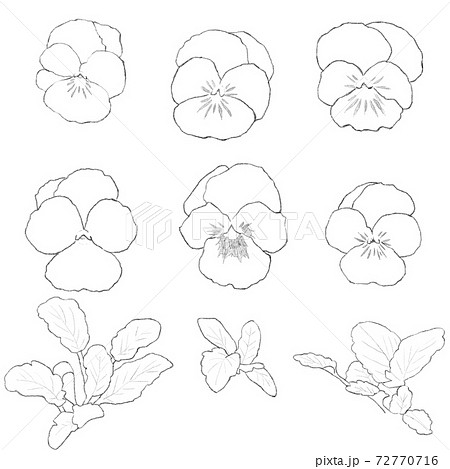 パンジー線画 72770716
