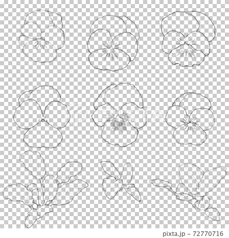パンジー線画 72770716
