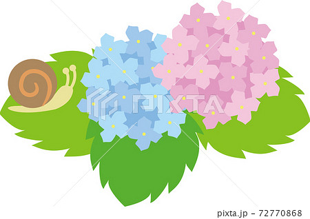 紫陽花 72770868