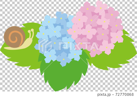 紫陽花 72770868