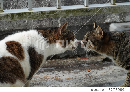 挨拶を交わす野良猫家族 挨拶を交わす野良猫家族 72770894