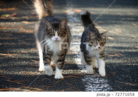 並んで歩く野良猫親子 並んで歩く野良猫親子 72771058