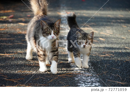 並んで歩く野良猫親子 72771059