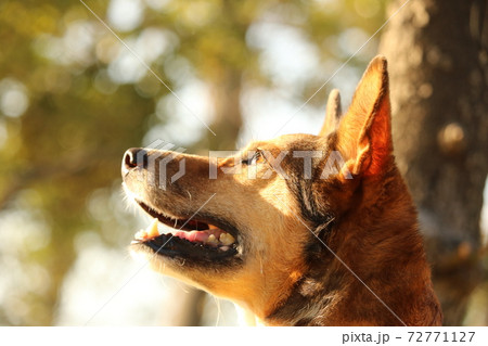 犬　かわいい雑種　唯一無二 72771127