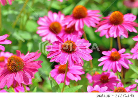 春に咲く花 エキナセアの写真素材