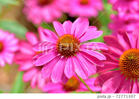 春に咲く花 エキナセアの写真素材