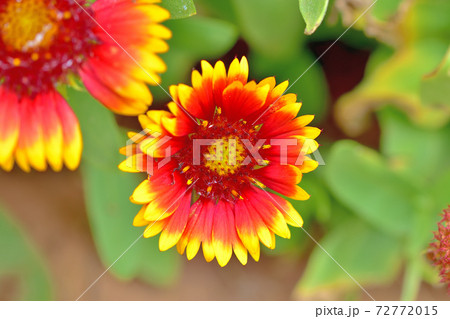 春に咲く花・テンニンギク 72772015