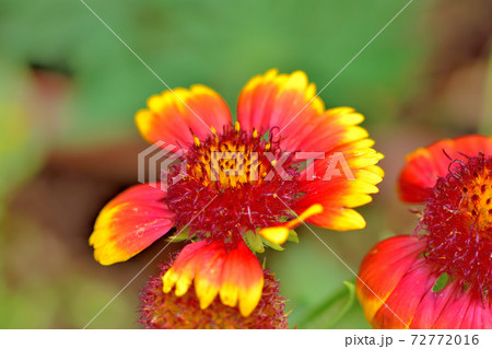 春に咲く花 テンニンギクの写真素材