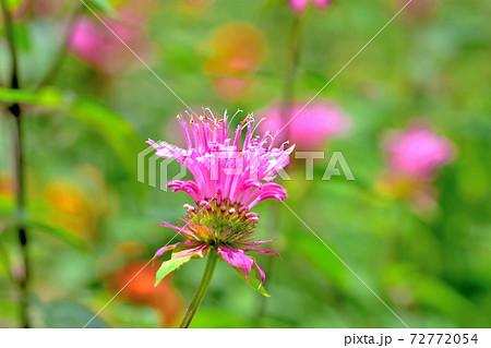 春に咲く花・モナルダ 春に咲く花・モナルダ 72772054