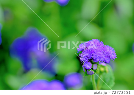 春に咲く紫色の花 アゲラタムの写真素材
