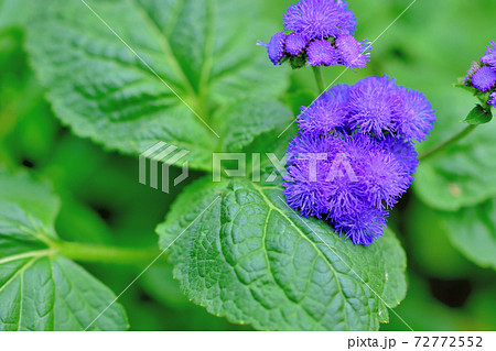 春に咲く紫色の花 アゲラタムの写真素材