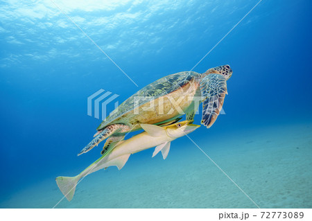 ウミガメ ウミガメ 72773089