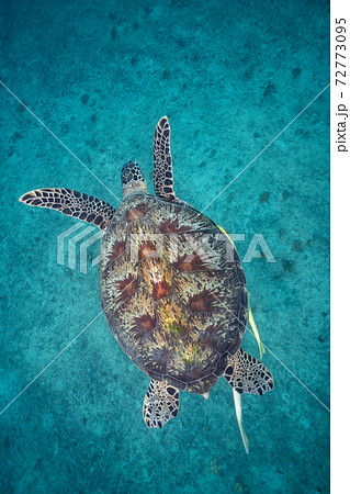 ウミガメ 72773095