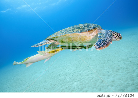 ウミガメ ウミガメ 72773104