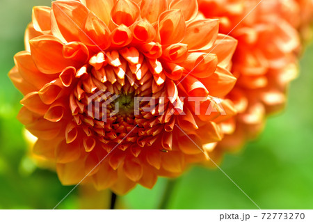 春に咲く花・ダリア 春に咲く花・ダリア 72773270