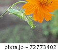 花とカマキリ 72773402