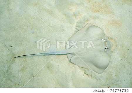 ヤッコエイ ヤッコエイ 72773756