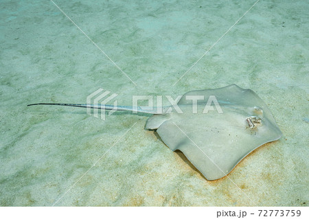 ヤッコエイ ヤッコエイ 72773759