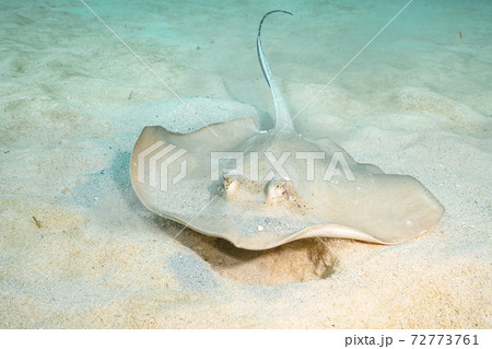 ヤッコエイ 72773761