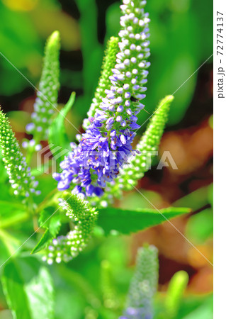 春に咲く紫色の花・ベロニカスピカータ 春に咲く紫色の花・ベロニカスピカータ 72774137