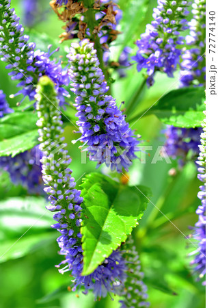 春に咲く紫色の花・ベロニカスピカータ 春に咲く紫色の花・ベロニカスピカータ 72774140