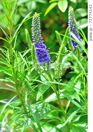 春に咲く紫色の花・ベロニカスピカータ 春に咲く紫色の花・ベロニカスピカータ 72774142