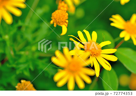 春に咲く黄色い花 ユリオブステージの写真素材