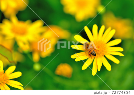 春に咲く黄色い花・ユリオブステージ 春に咲く黄色い花・ユリオブステージ 72774354