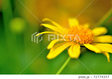 春に咲く黄色い花・ユリオブステージ 72774357