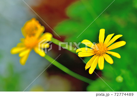 春に咲く黄色い花・ユリオブステージ 春に咲く黄色い花・ユリオブステージ 72774489