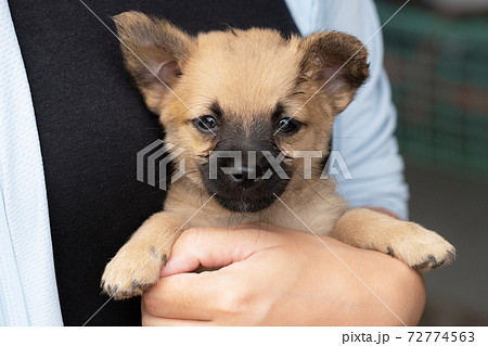 女性に抱き上げられた茶色い子犬 72774563