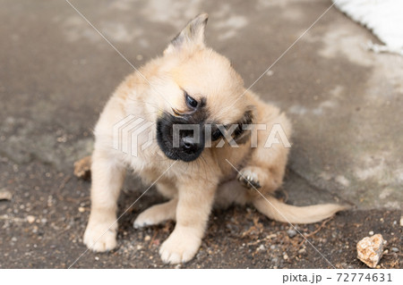 後ろ足で頭をかく茶色い子犬 後ろ足で頭をかく茶色い子犬 72774631