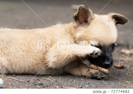 茶色い子犬 茶色い子犬 72774682