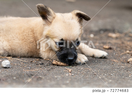 茶色い子犬 72774683