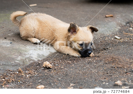茶色い子犬 茶色い子犬 72774684