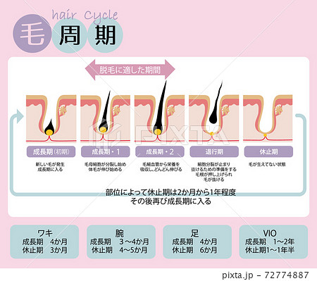 脱毛における毛周期のわかりやすいイラストのイラスト素材