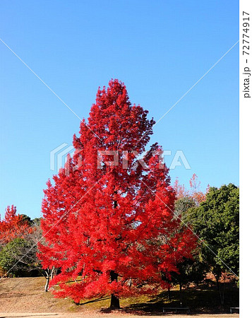 赤いクリスマスツリー とも呼ばれる フウの木 の紅葉風景の写真素材
