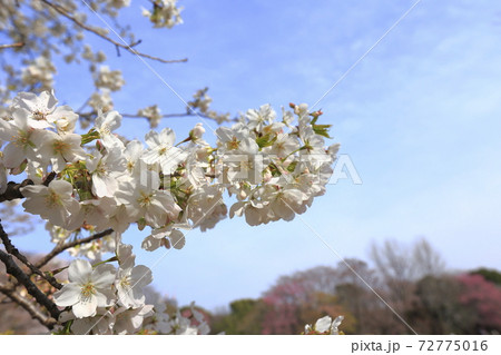桜のクローズアップ 桜のクローズアップ 72775016