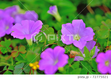 春に咲く紫色の花・カリブラコア 春に咲く紫色の花・カリブラコア 72775021