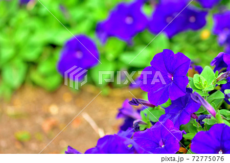 春に咲く紫色の花・カリブラコア 春に咲く紫色の花・カリブラコア 72775076