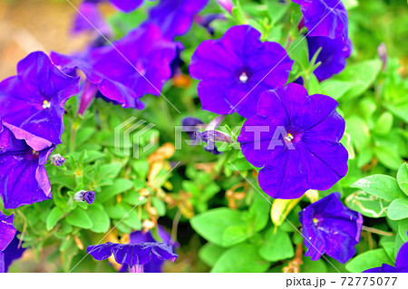 春に咲く紫色の花・カリブラコア 春に咲く紫色の花・カリブラコア 72775077